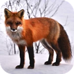 Logo of Fox Wallpapers android Application 